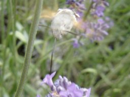 fleur_variee_20211127_1987725572